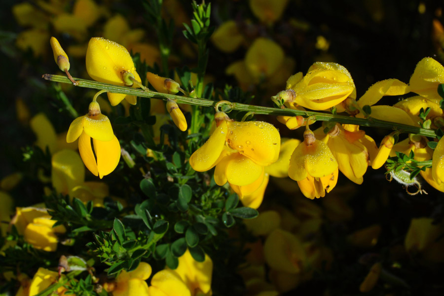 Cytisus scoparius